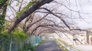 三重・伊勢市だけに咲き誇る激レア“横輪桜”!?上から桜を楽しむ“空中花見”も…今見るべき“桜の絶景スポット”とは